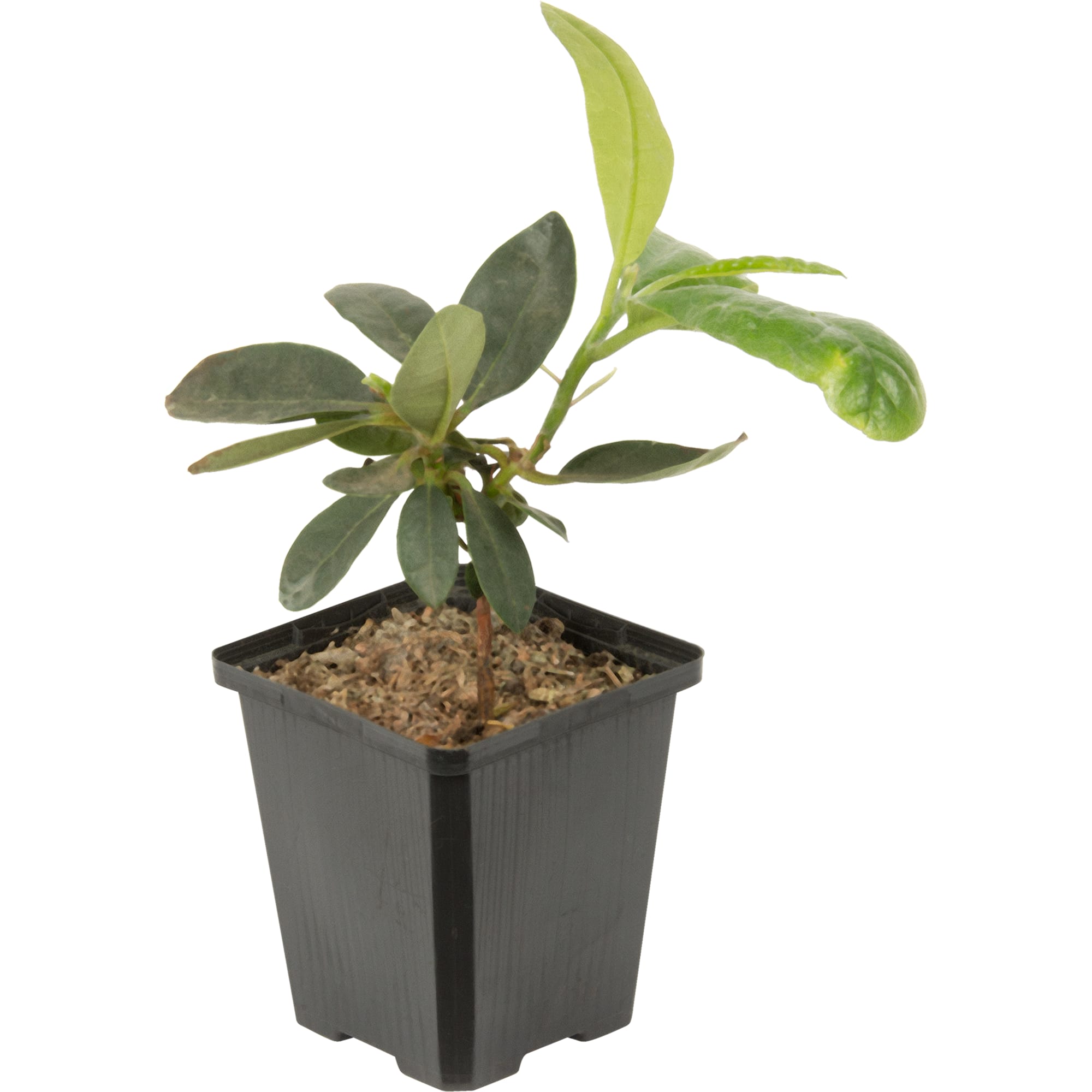 17892210 Рододендрон Марианна Вейзакер, Р9 Santreyd  - Вид №2