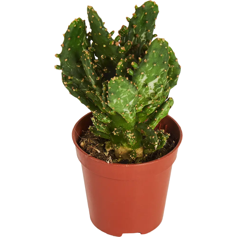Santreyd Опунция Ямайская — кактус для современного интерьера 83675891 STLM-0043324 - Вид №1