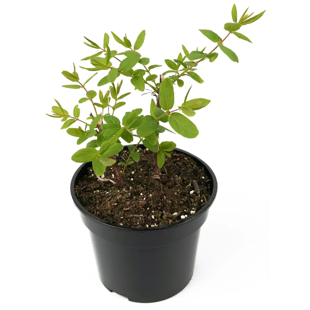 Santreyd Жимолость Нимфа - саженец плодового кустарника с десертными ягодами 84841680 STLM-0950640