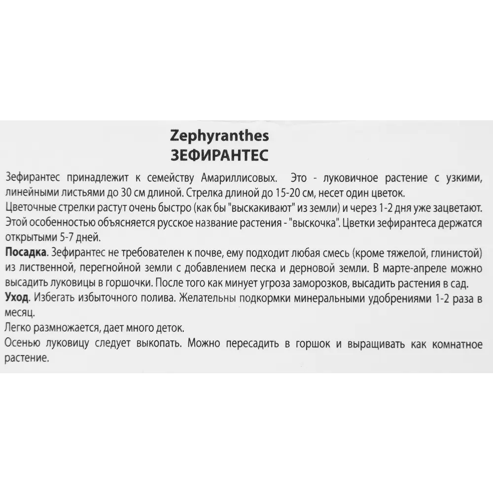 Зефирантес мощный Бордо Пинк луковица 6 83598099 STLM-2185562 ПОИСК  - Вид №2