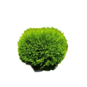 Туя западная Вудварди Santreyd ø60-80 h80 см - вечнозеленый хвойник для ландшафтного дизайна 89386832