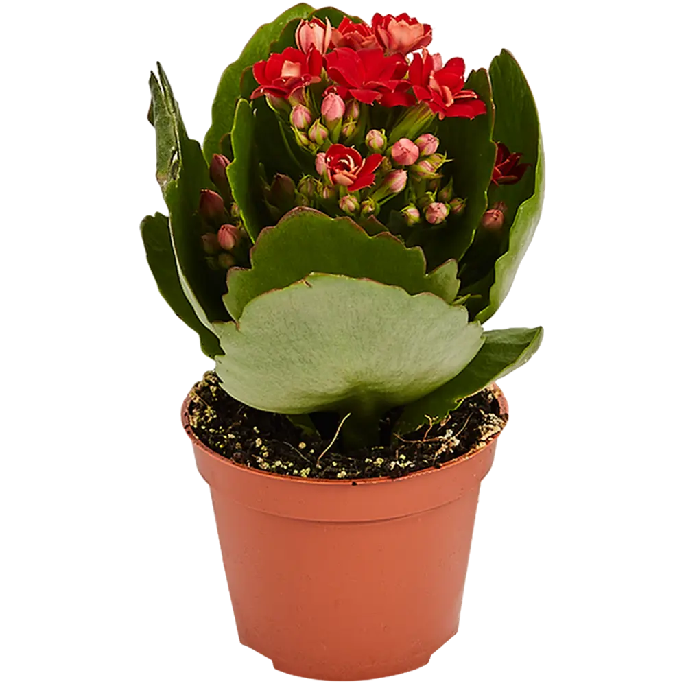 Santreyd Каланхоэ мини микс - цветущий суккулент для дома 82579806 STLM-0030534