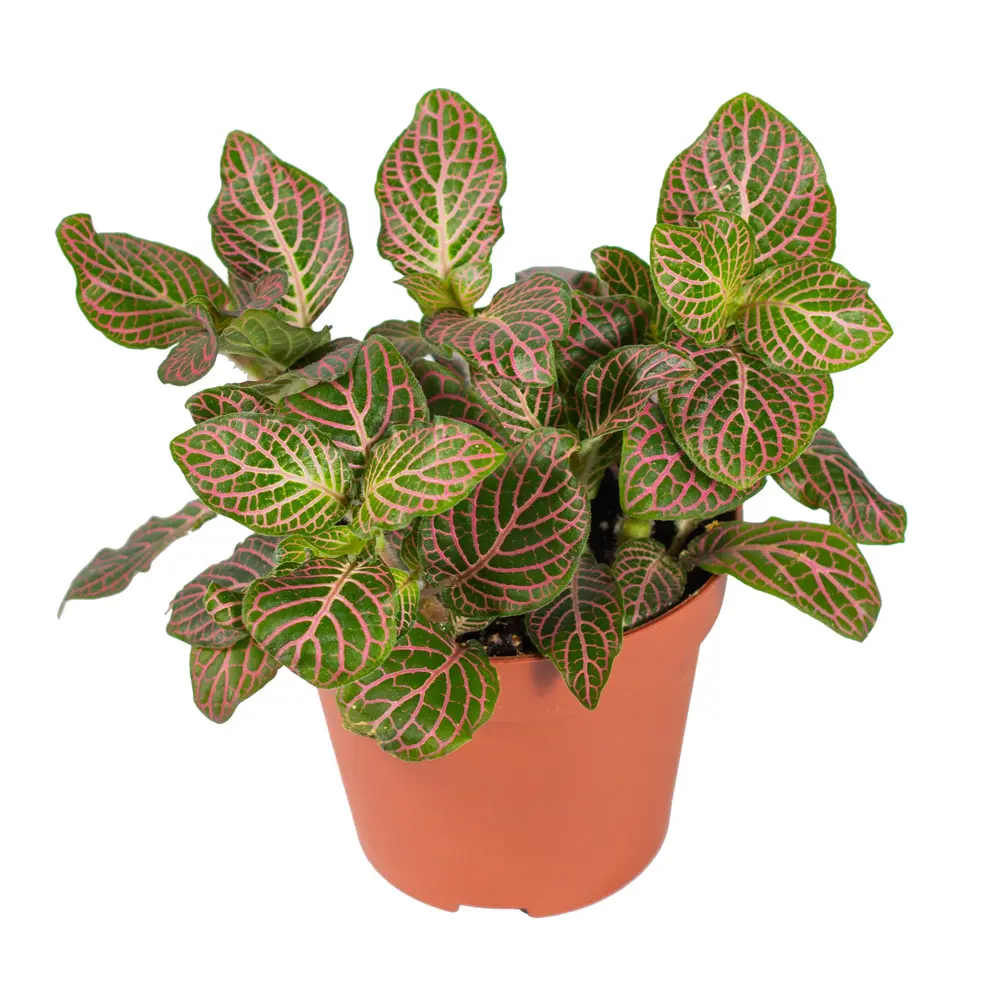 Фиттония микс Santreyd - комнатное растение с декоративными листьями 85324865 STLM-0061477 - Вид №5