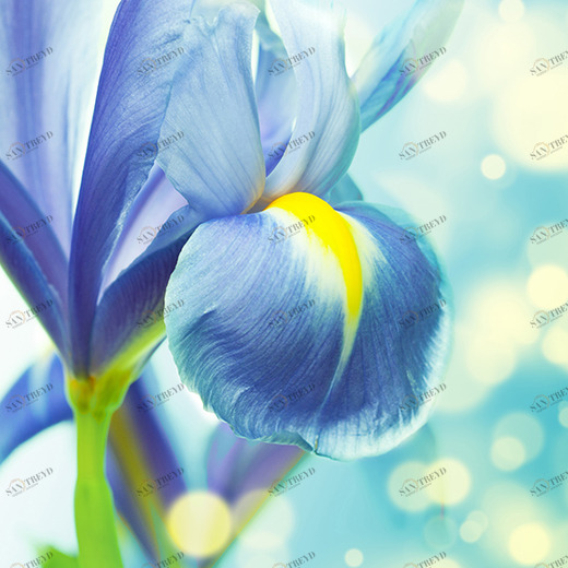 B1-094 Фотообои DIVINO Collection B 2.7х2 м B1094