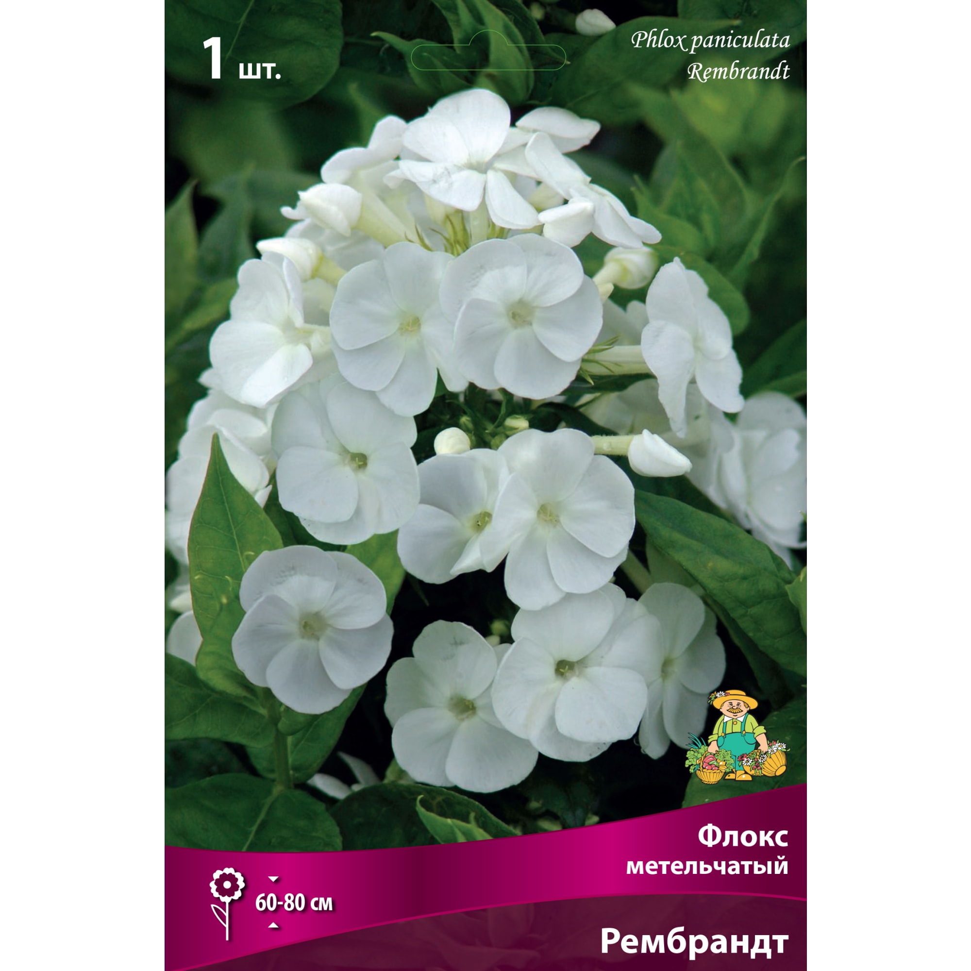 88294972 Флокс метельчатый Рембрандт луковица I Santreyd 