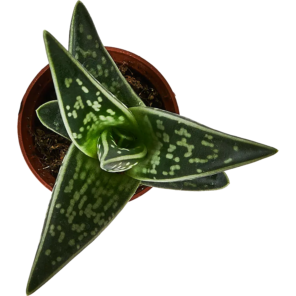 Santreyd Алоэ Варьегата — целебный суккулент для дома 89356068 STLM-1397578 - Вид №2