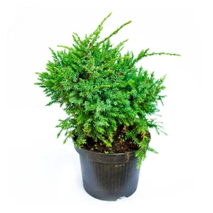 Можжевельник чешуйчатый Холгер ø19 h45 см