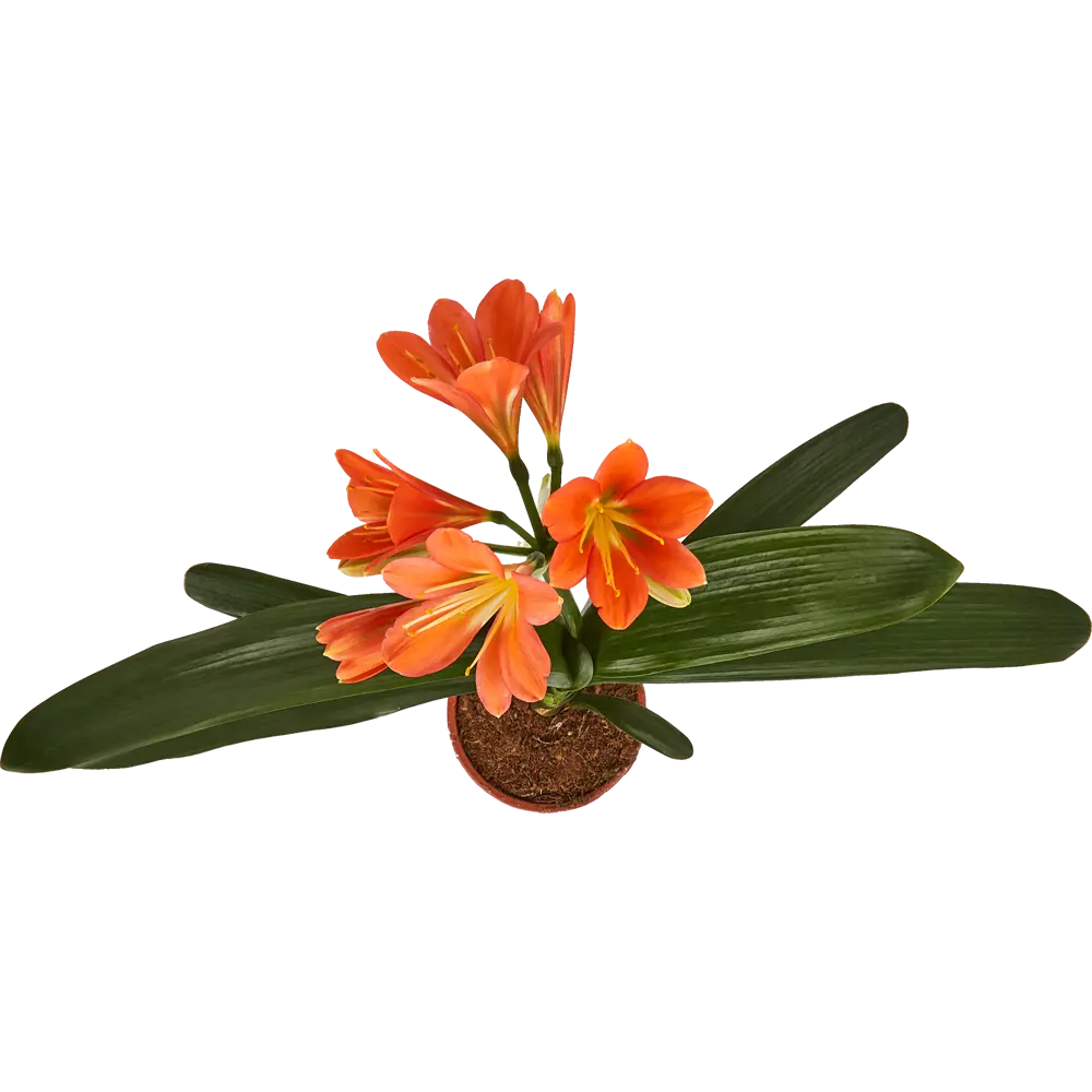 Кливия Santreyd - цветущее комнатное растение с эффектными соцветиями 14750380 STLM-0954663 - Вид №1