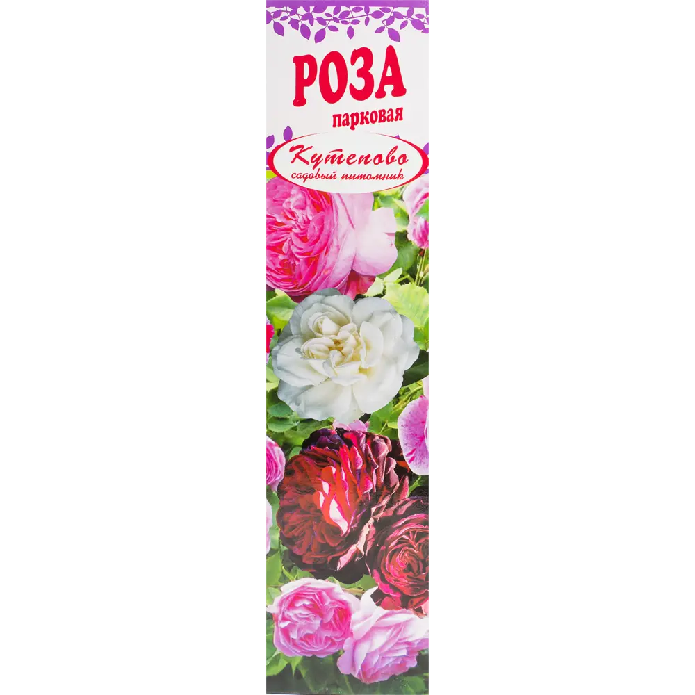 Роза парковая «Фердинард Пичард» в коробке 82155316 STLM-2183748 Santreyd 