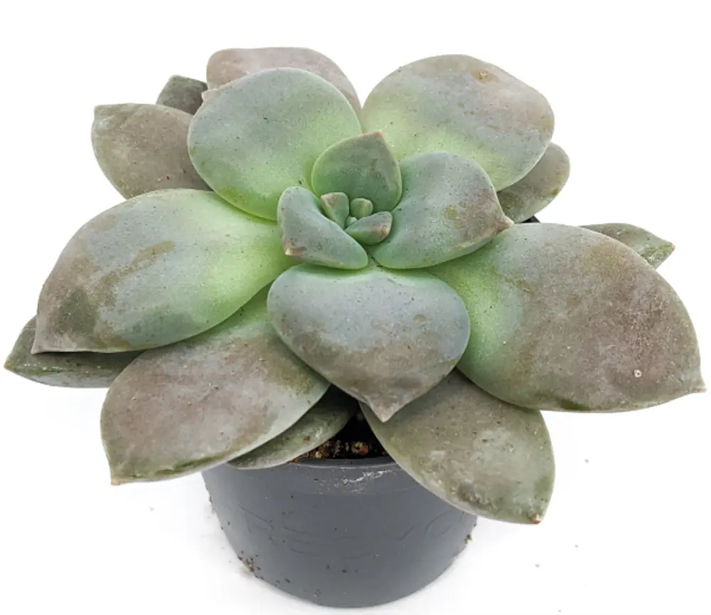 Santreyd Граптопеталум Филиферум — суккулент с серебристым пушком 83677214