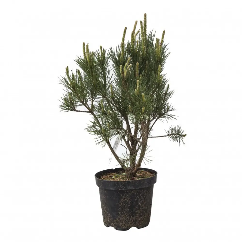 Сосна обыкновенная Ватерери ø22 h65 см 84834223 STLM-2021734 PLANTMARKET 