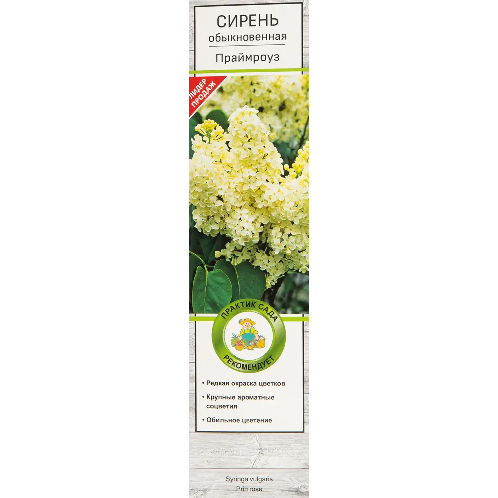 Сирень обыкновенная Праймроуз в тубе Поиск Инвест 82527891 STLM-2004742 Santreyd 