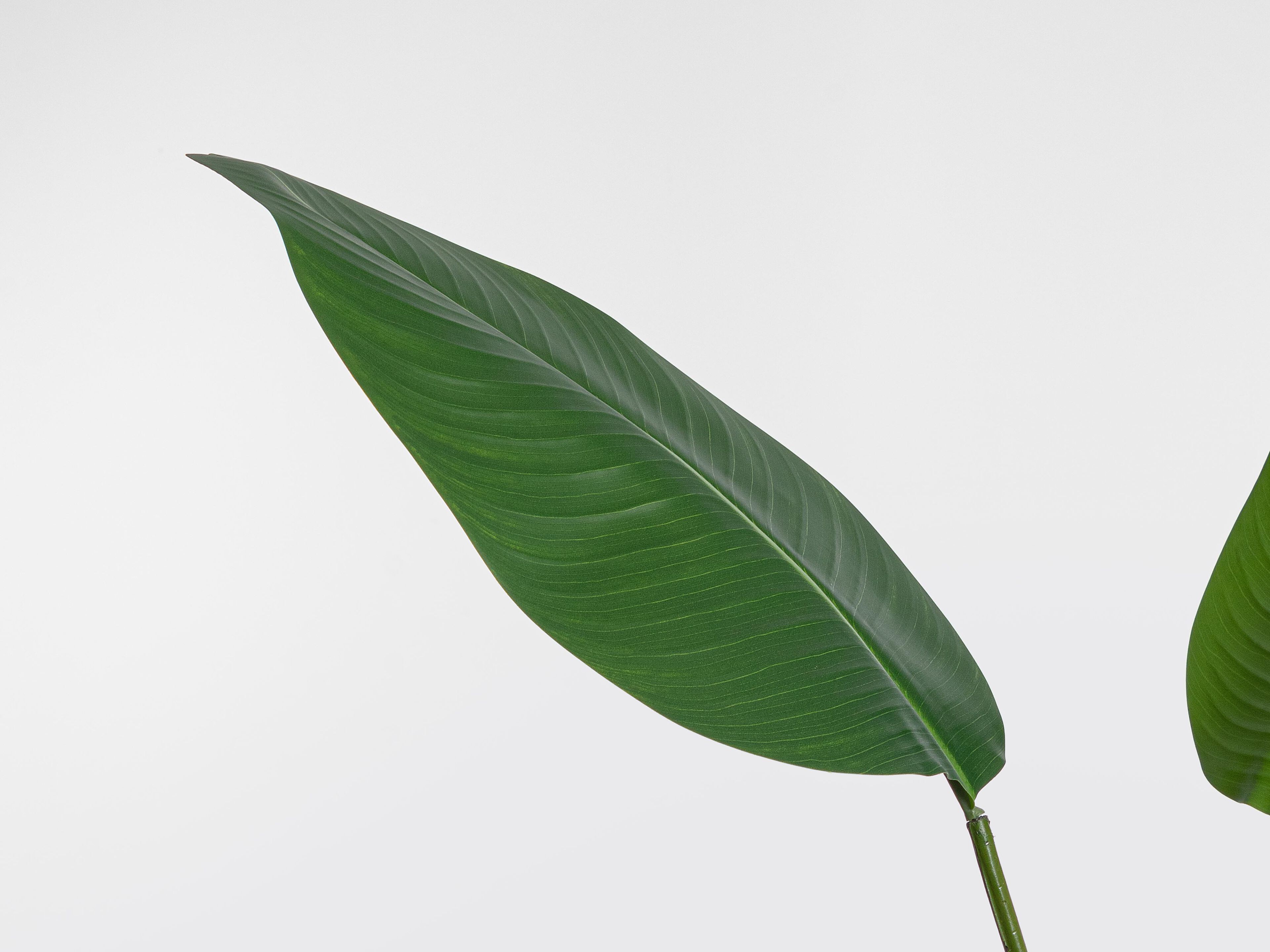 Искусственное растение BIZZOTTO STRELITZIA H150 ARCH-00059808 - Вид №1