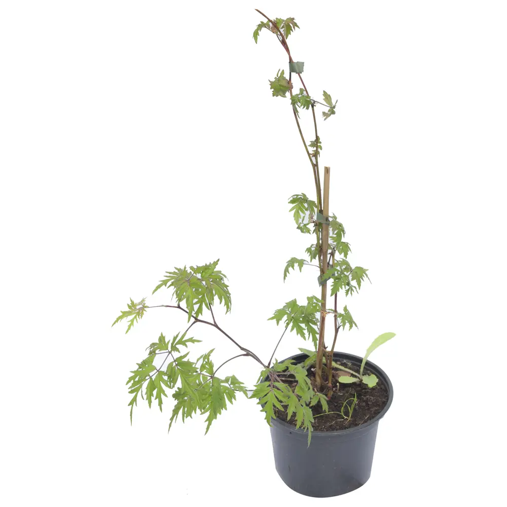 Santreyd Ежевика садовая - ранний сорт с крупными сладкими ягодами 17897344 STLM-0008946