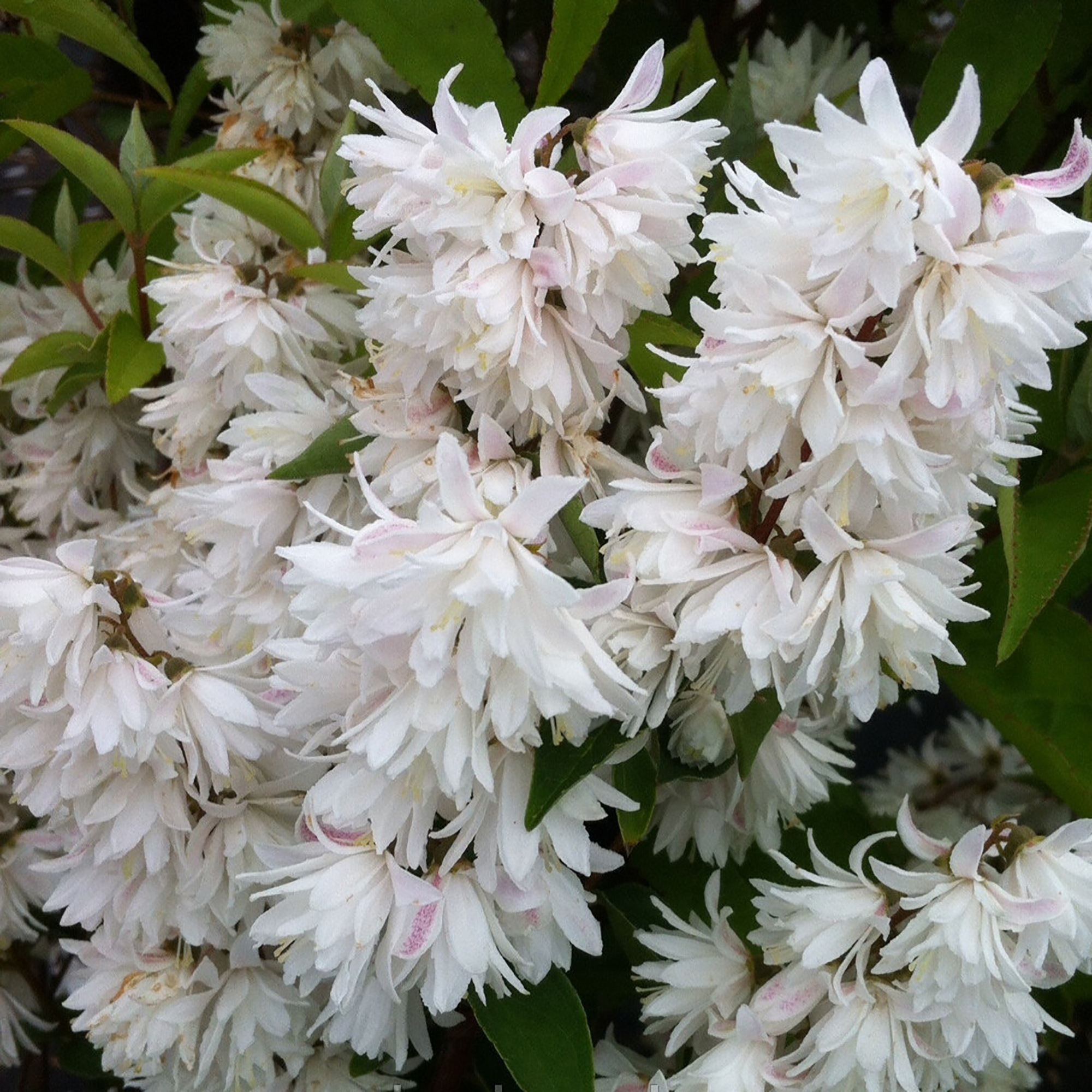 Дейция шершавая Santreyd - изящный цветущий кустарник для сада 17895681 STLM-0008935