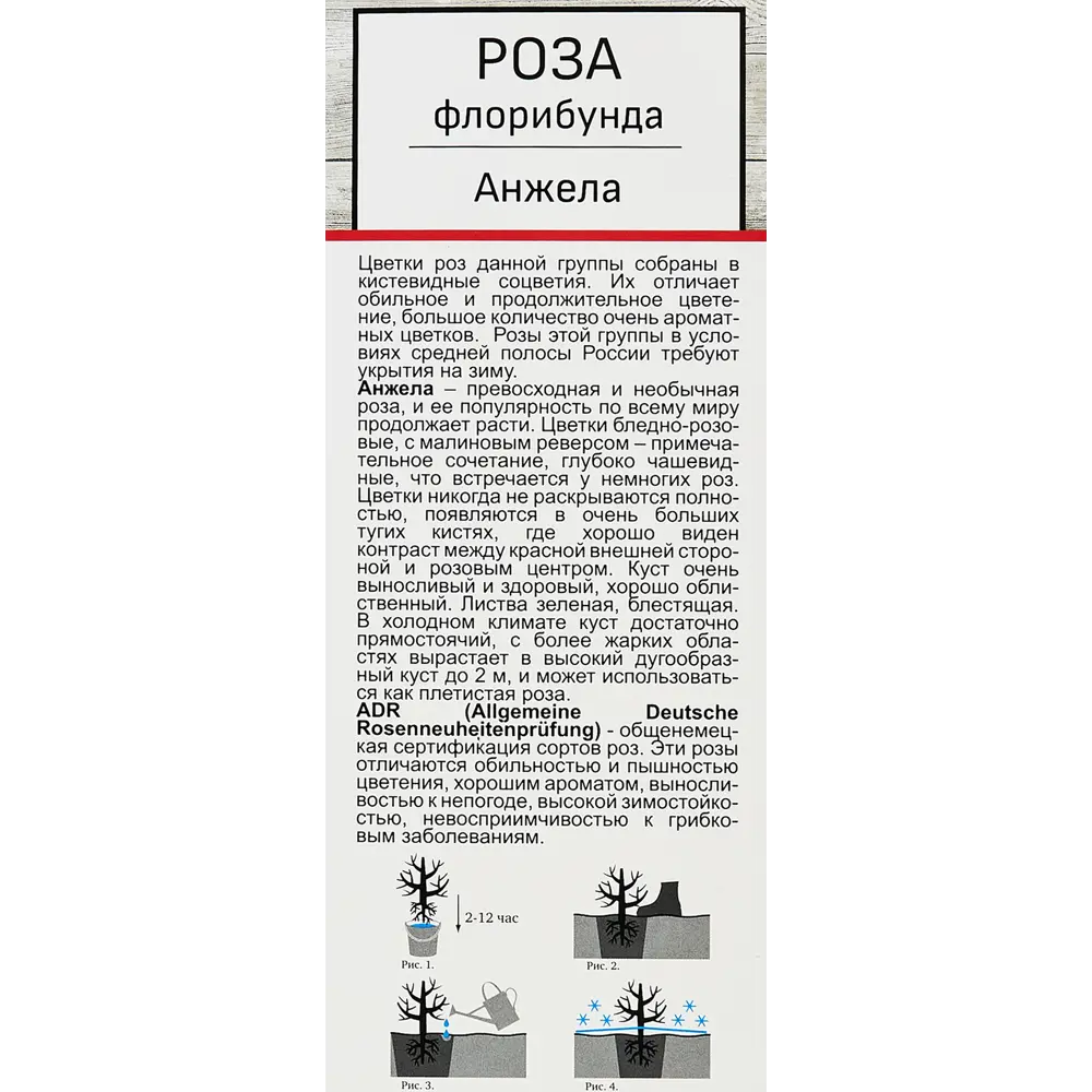 Роза флорибунда Анжела h100 см 86543274 STLM-2165875 Santreyd  - Вид №1