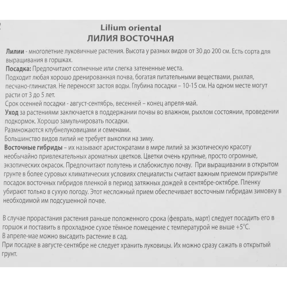 Лилия восточная Сайберия луковица 14/16 88294774 STLM-2040892 Santreyd  - Вид №2