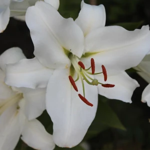 Лилия «Rialto», 14х16 см