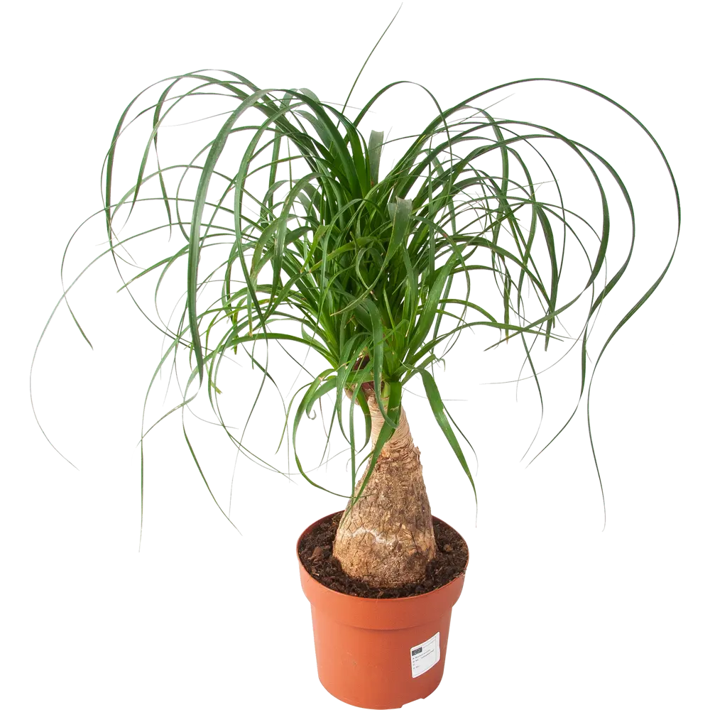 Бокарнея отогнутая 1 ствол 17x35-40 см 82565155 STLM-2017297 Santreyd 