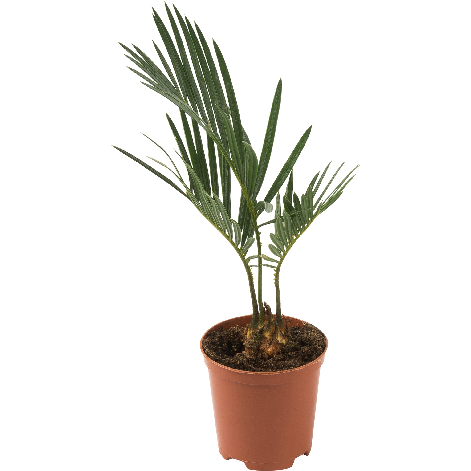 82578957 Цикас революта d7 h20 Santreyd 