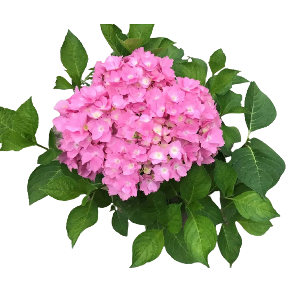 Гортензия крупнолистная Свит Седакшэн 9 h20 см 85166615 STLM-2184591 Santreyd 