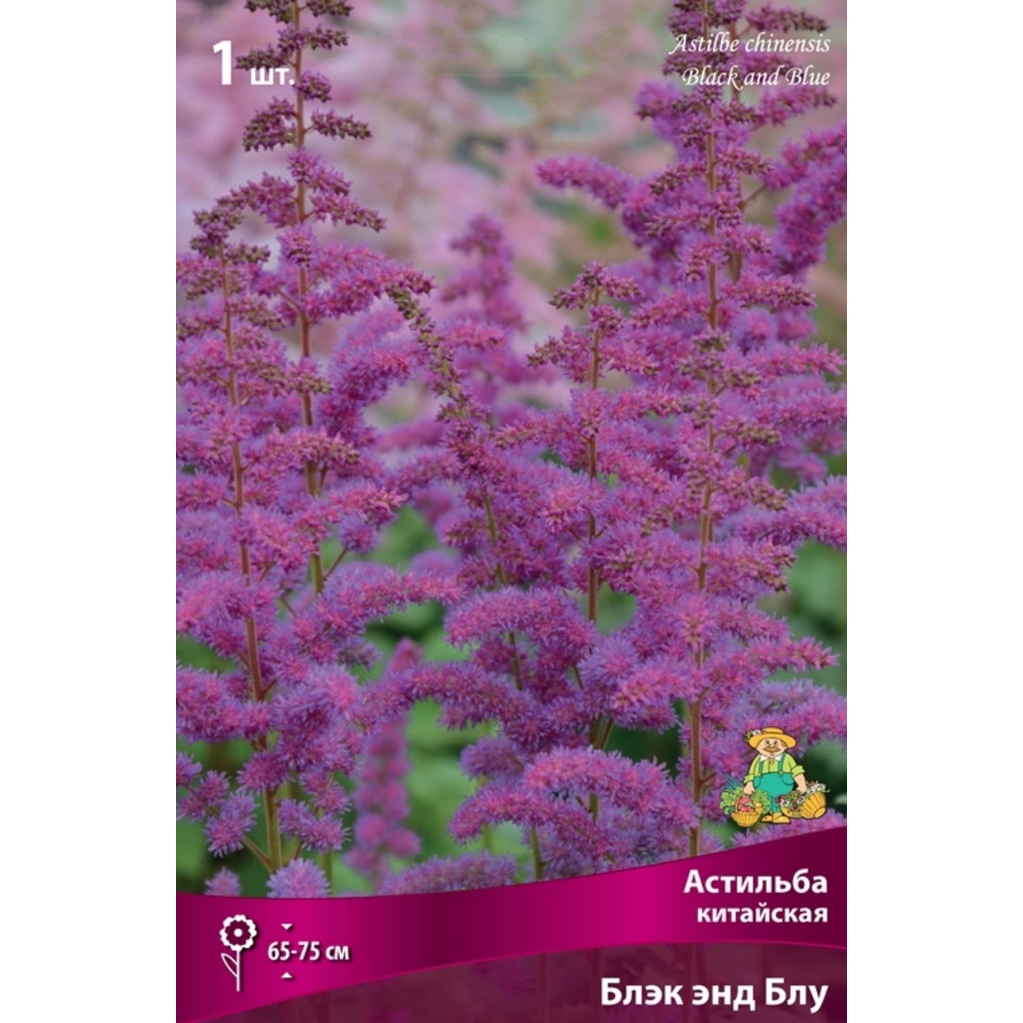 83599224 Астильба китайская Блэк Энд Блу луковица I Santreyd 