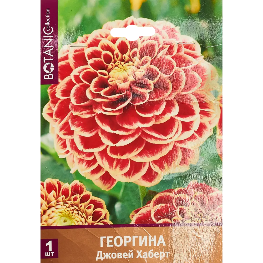 Георгина шаровидная Джовей Хаберт луковица I 83783686 STLM-2182696 Santreyd 
