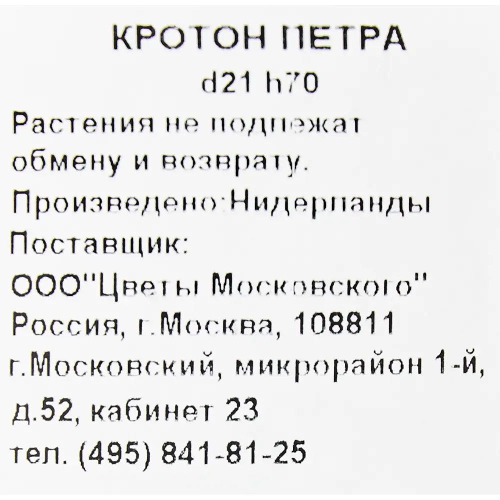 Кротон Петра 21x70 см 82892080 STLM-2210440 Santreyd  - Вид №2