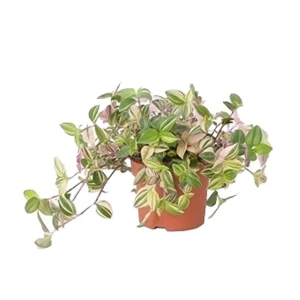 Santreyd Традесканция триколор — живая картина в вашем интерьере 89394849