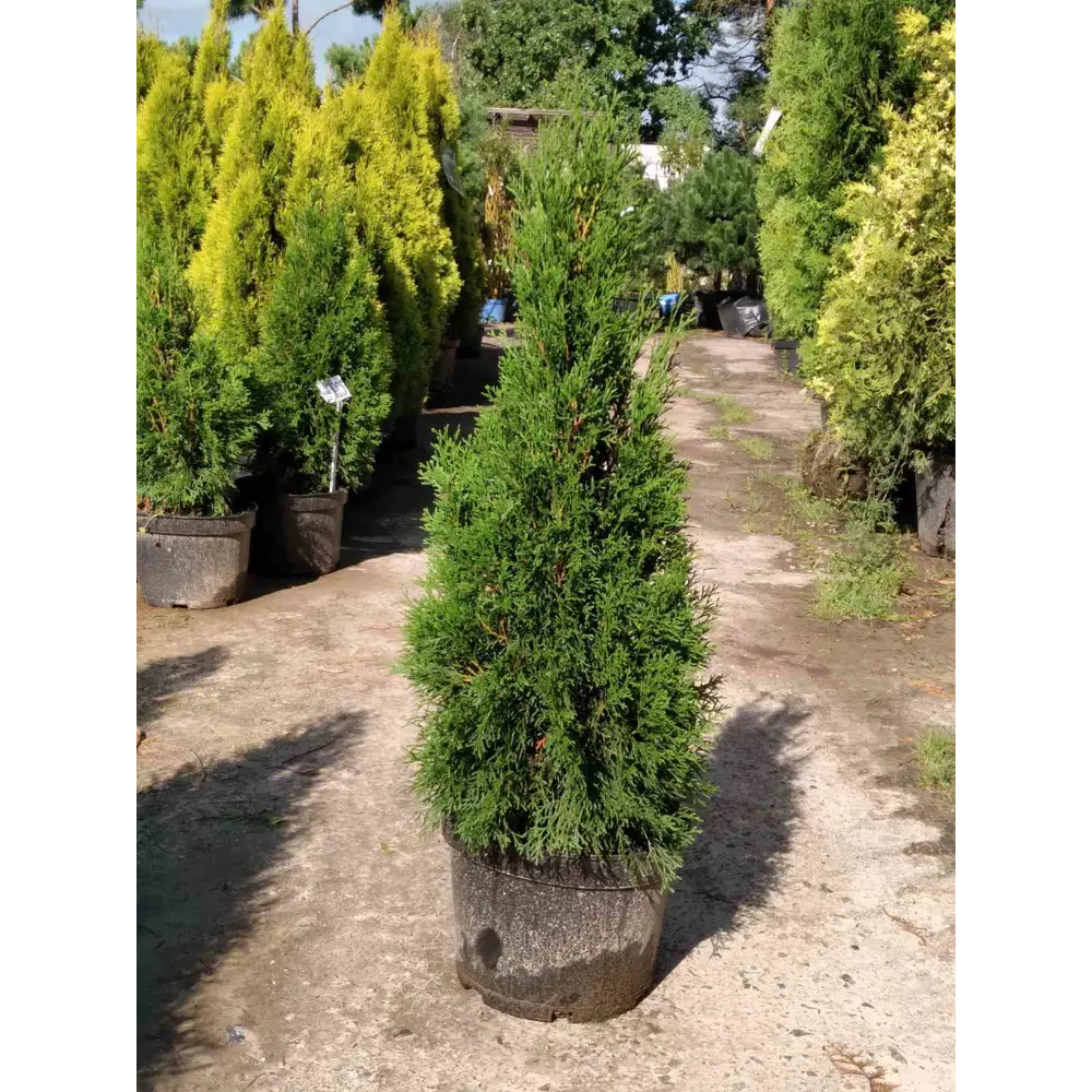 Туя Смарагд ø30 h100 - 120 см 89373034 STLM-2007502 Santreyd 
