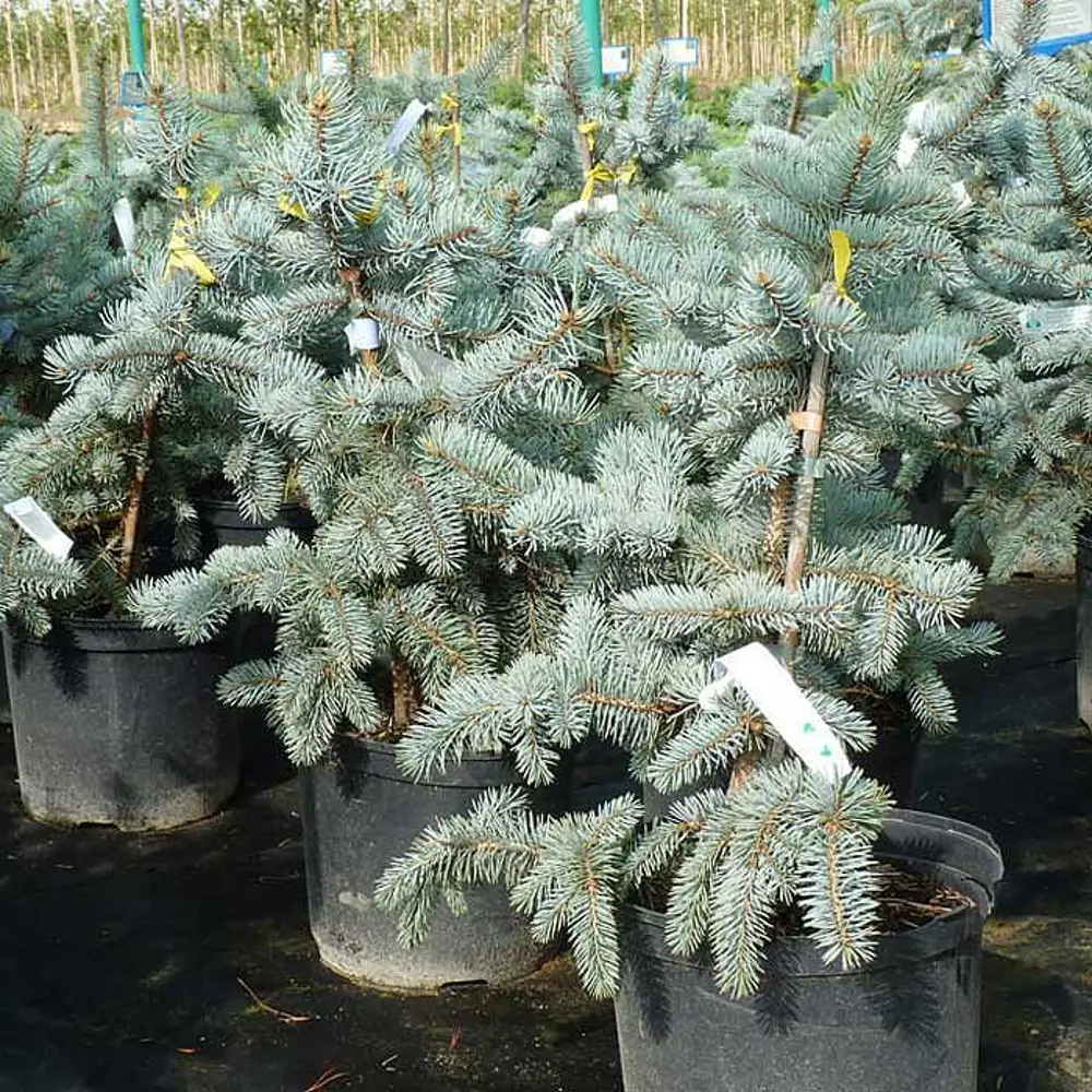 Ель сизая Альберта Глоуб ø15 h40 см 84834211 STLM-2168163 PLANTMARKET 