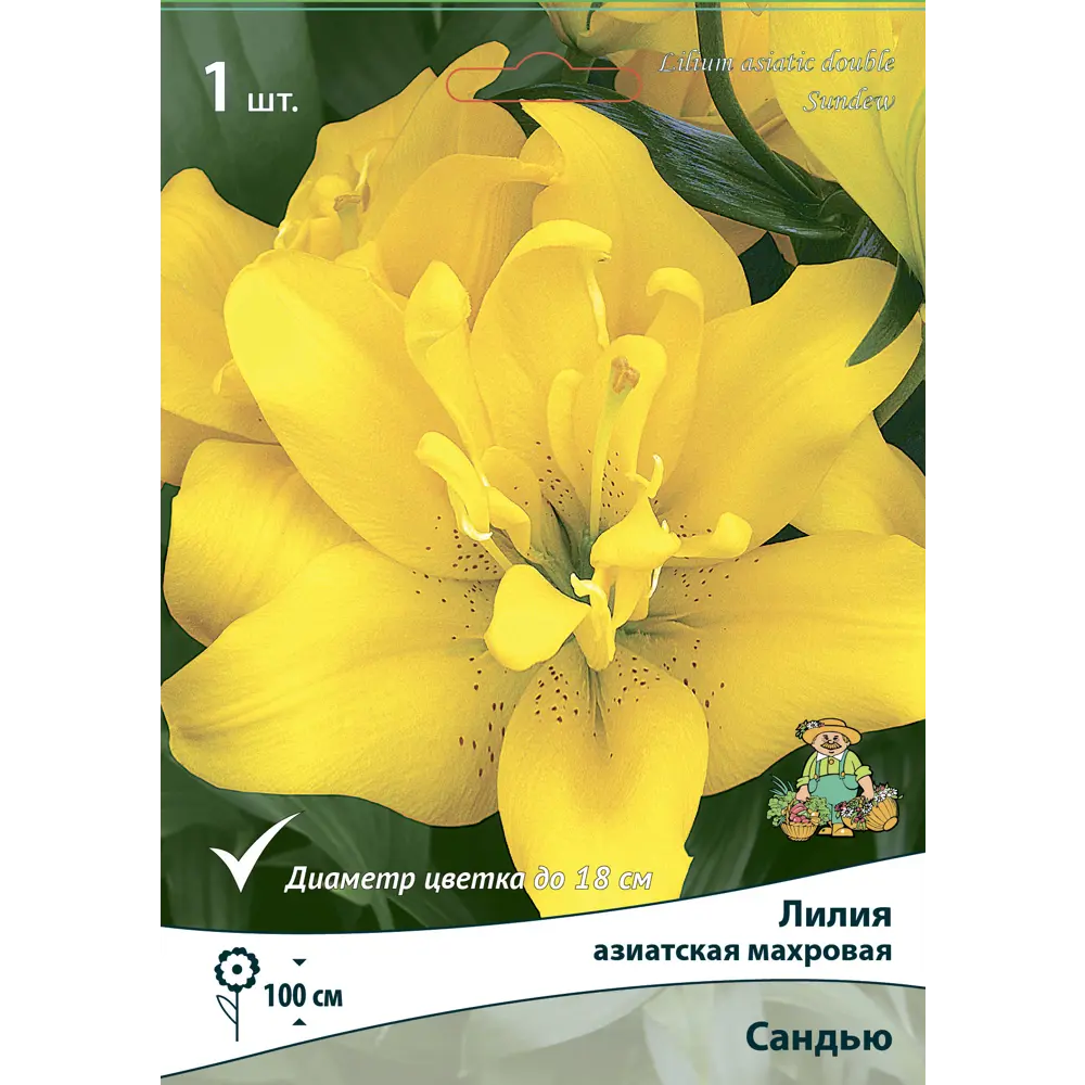 Лилия азиатская махровая Сандью 85205792 STLM-2079528 ПОИСК 
