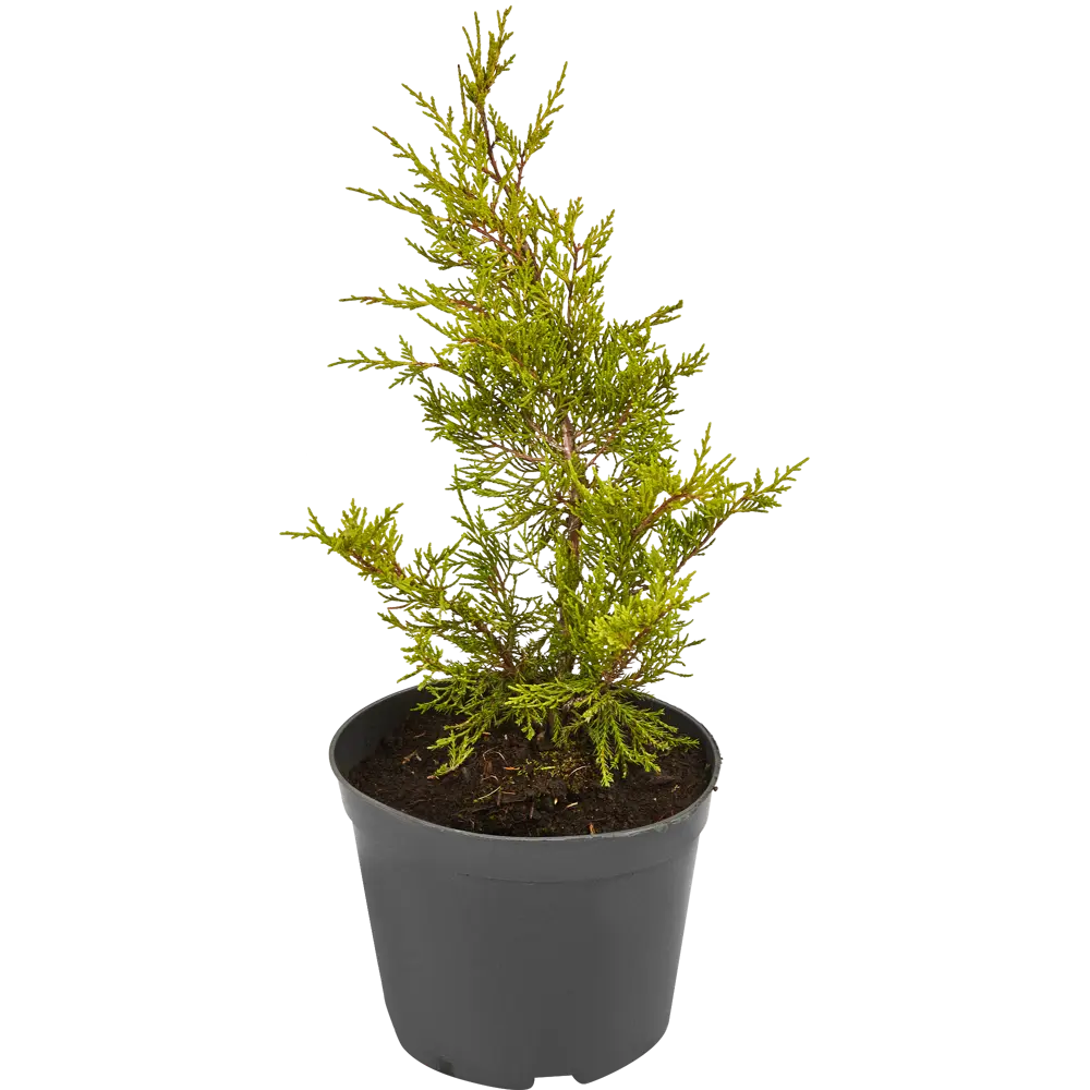 Можжевельник Пфицериана (средний) Олд Голд ø19 см h40-60 см 85088134 STLM-2071634 Santreyd  - Вид №1
