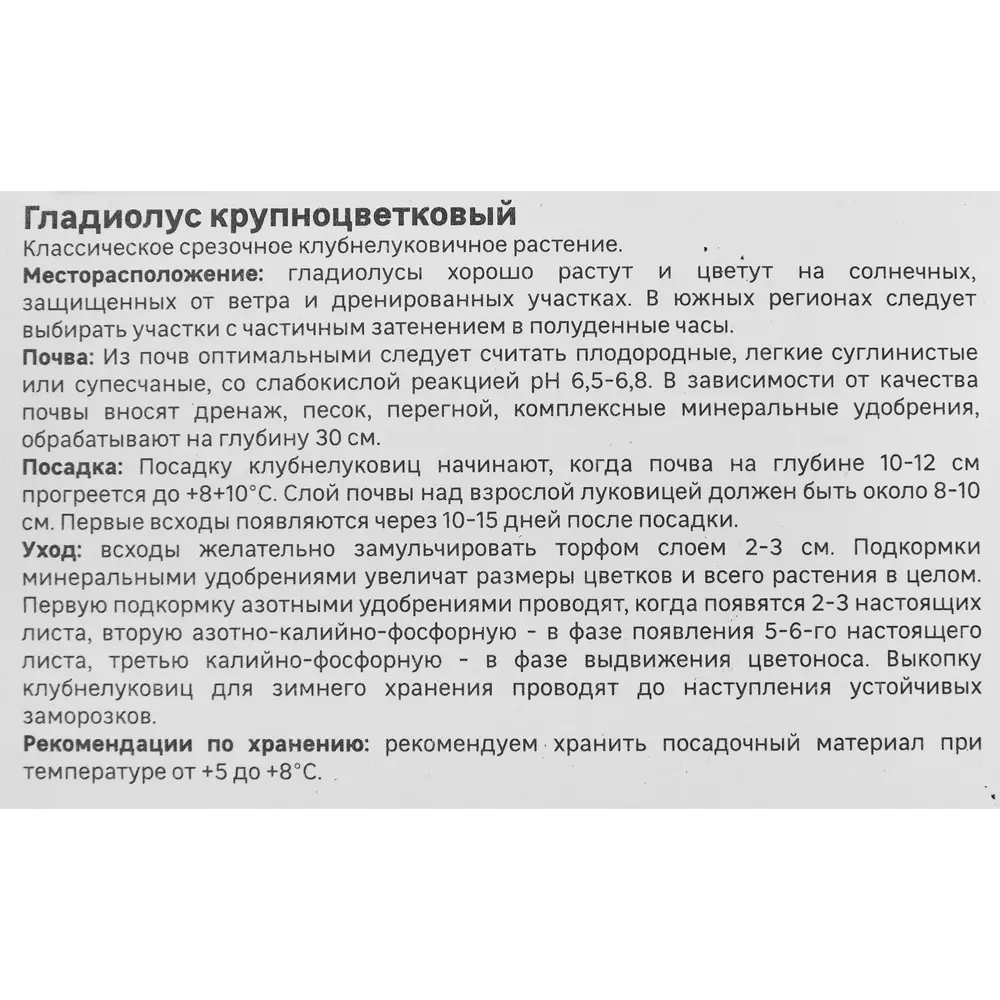 Гладиолус крупноцветковый Блэк Стар Geolia 3 шт 86408545 STLM-2064025  - Вид №2
