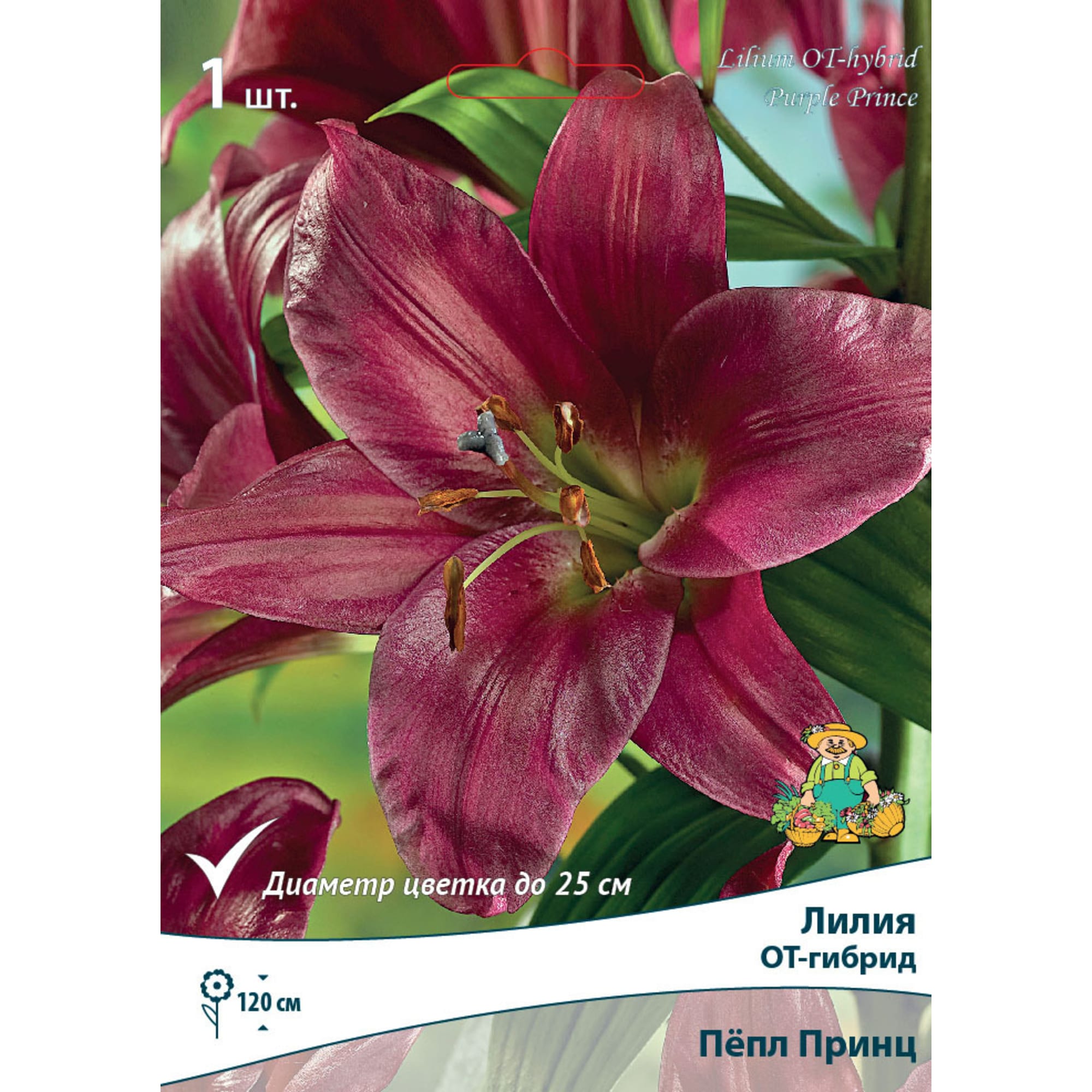 82530229 Лилии ОТ-Гибриды Пёпл Принц Santreyd 