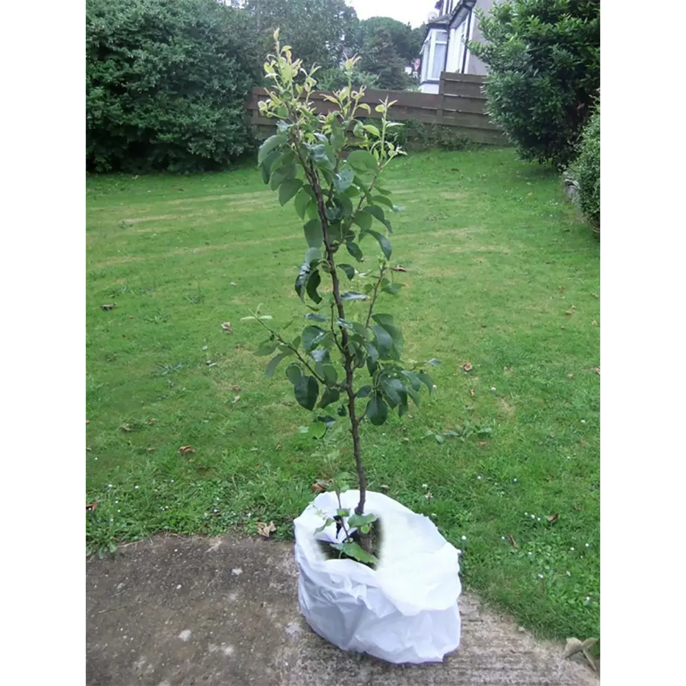 Груша Брянская красавица пакет PLANTMARKET STLM-2201723 - Вид №1