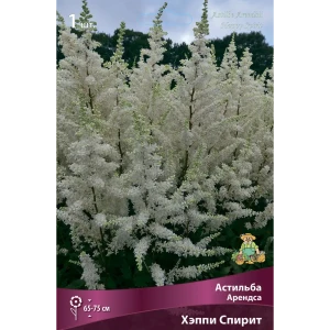 Астильба Арендса Хэппи Спирит 85205486 STLM-2133105