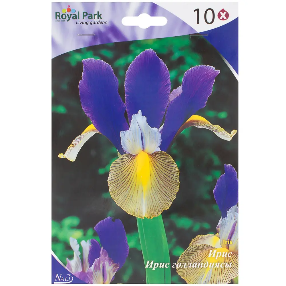 Ирис «Джипси Бьюти» 6/7 (G.BEAUTY) Santreyd STLM-2121099