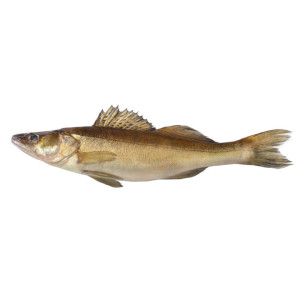 Судак охлажденный ~1,5 кг