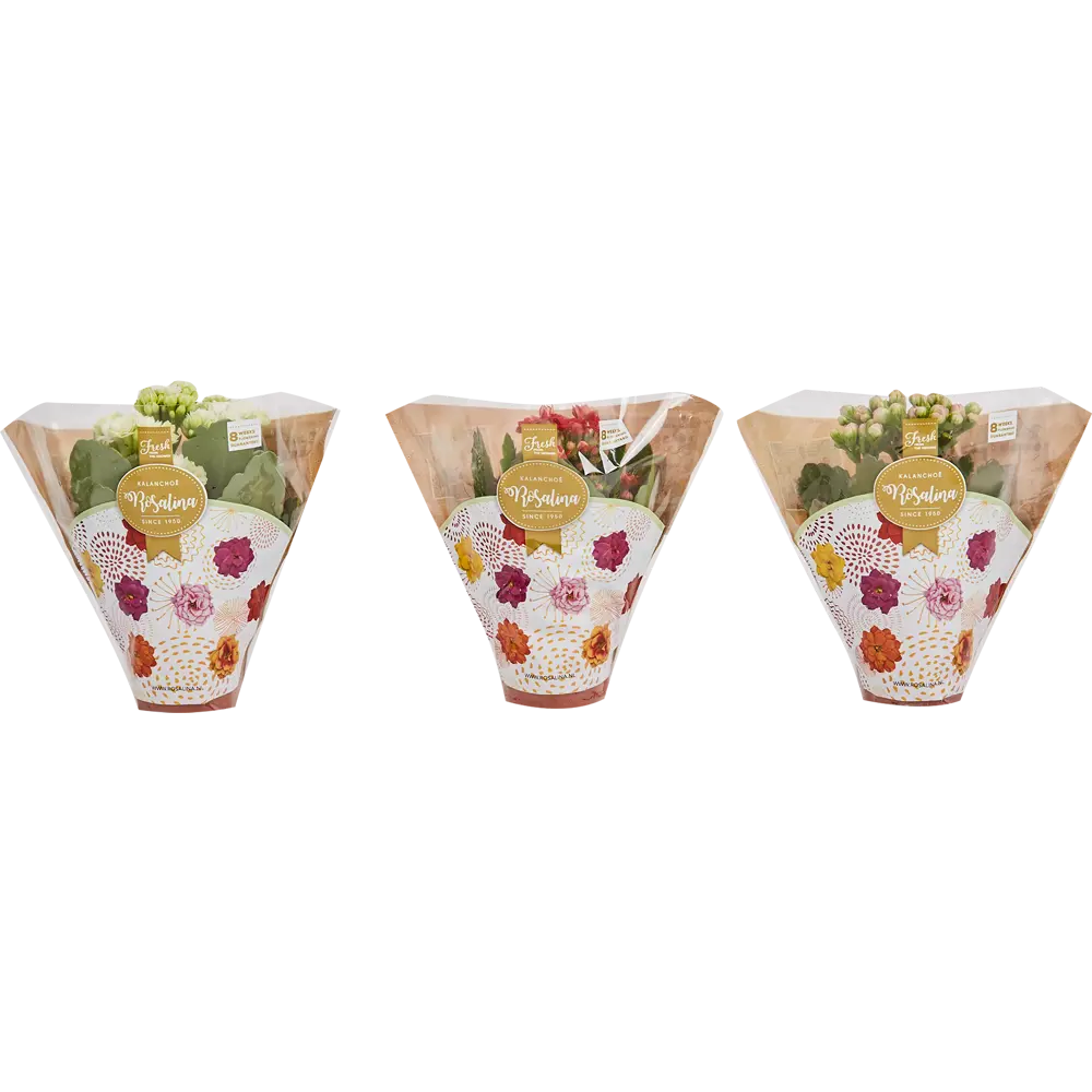 Santreyd Каланхоэ мини микс - цветущий суккулент для дома 82579806 STLM-0030534 - Вид №4