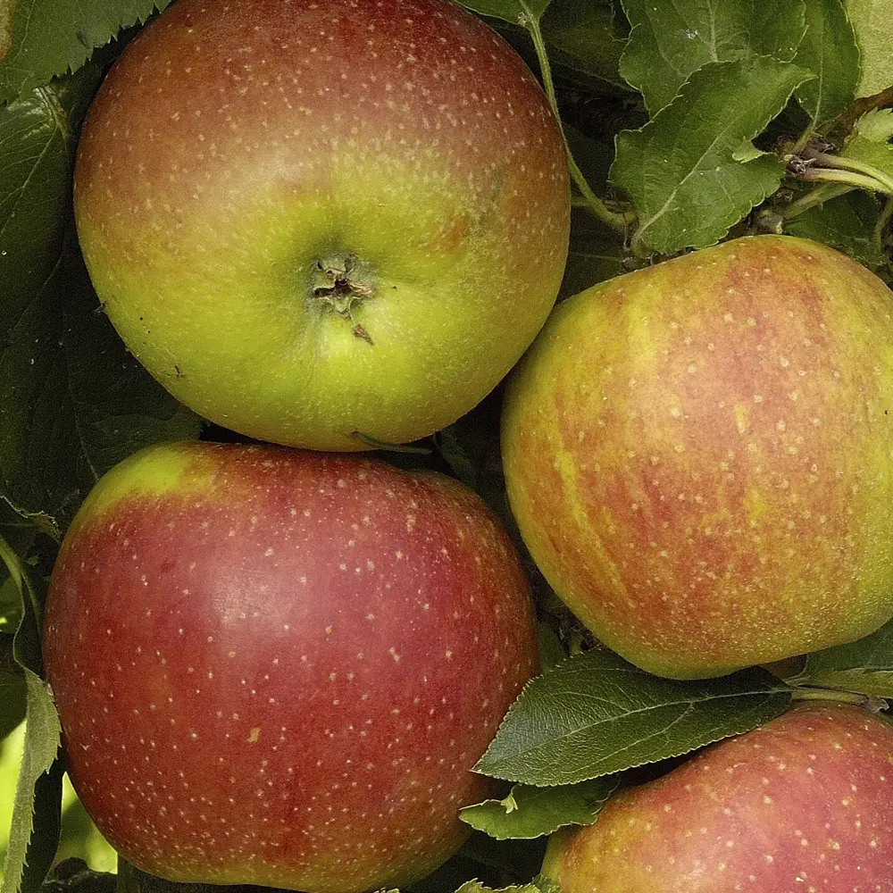 Santreyd Яблоня микс - плодовое дерево для сада с обильным урожаем 89363881