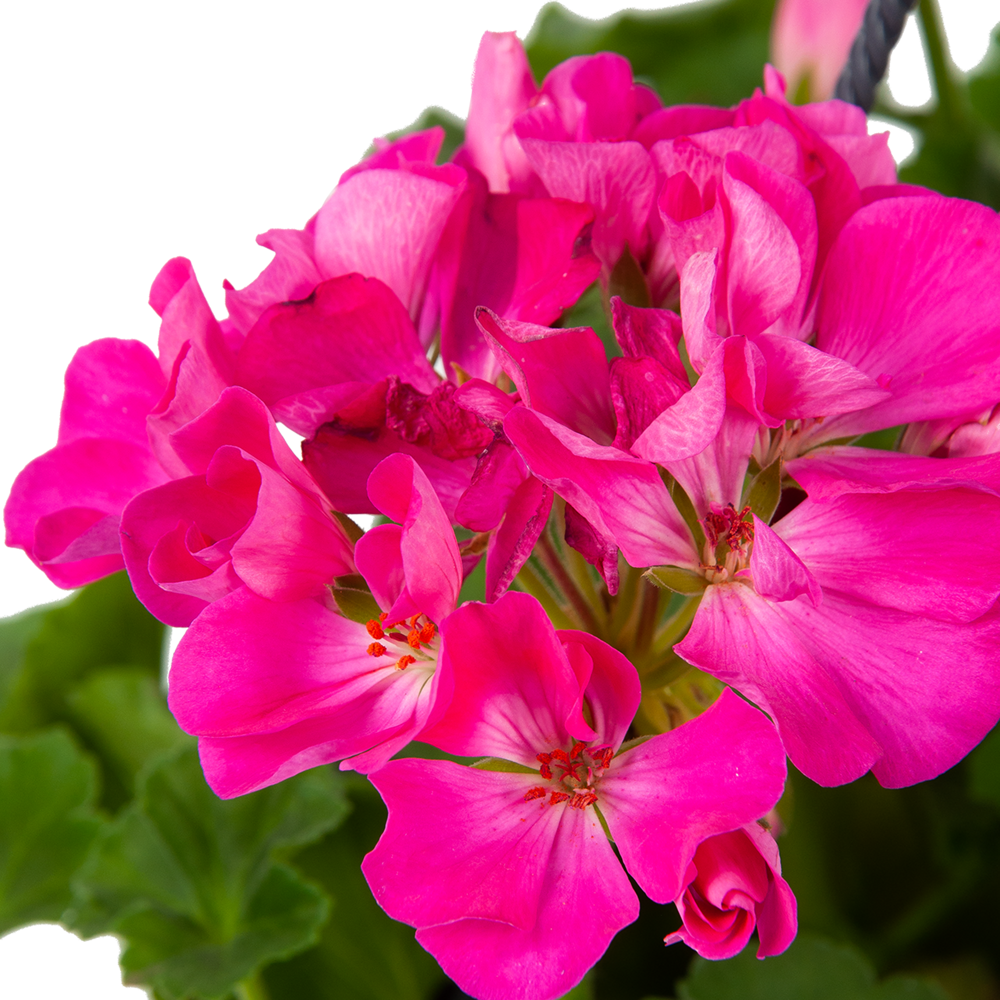 Пеларгония Santreyd в кашпо - цветущее украшение для дома и сада 83248503