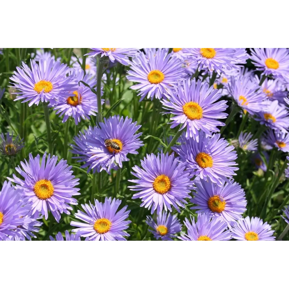 Santreyd Астра альпийская микс - многолетний цветущий саженец для сада 85324919 STLM-0955094 - Вид №3