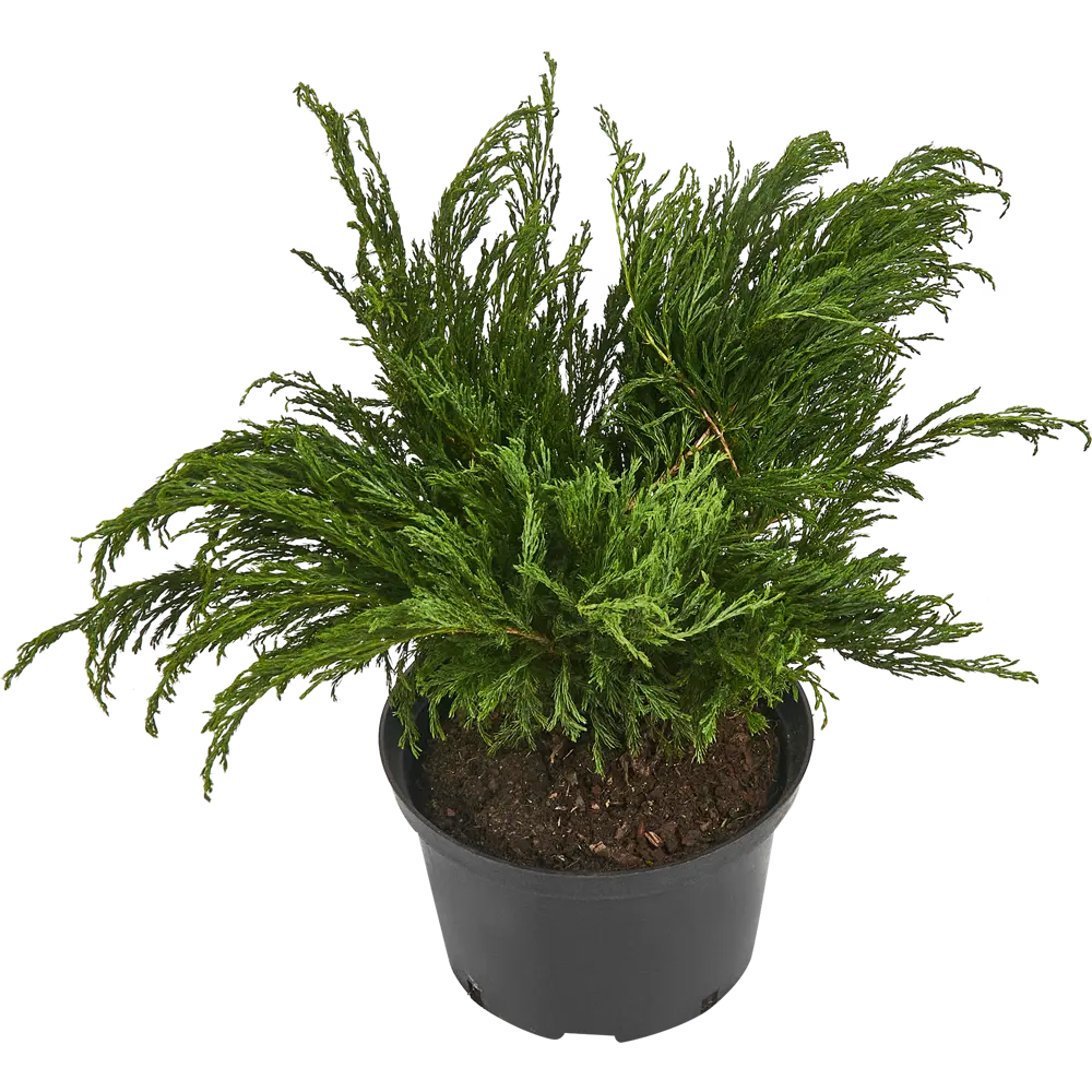 Можжевельник Андорра Компакт ø19 h40 см 84406462 STLM-2021379 PLANTMARKET 