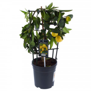 14448201 Цитрус Вулкан Лимон 15х50 см