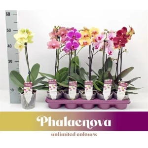 Фаленопсис сортовой микс - цветущая орхидея в горшке ø12 см 89412363