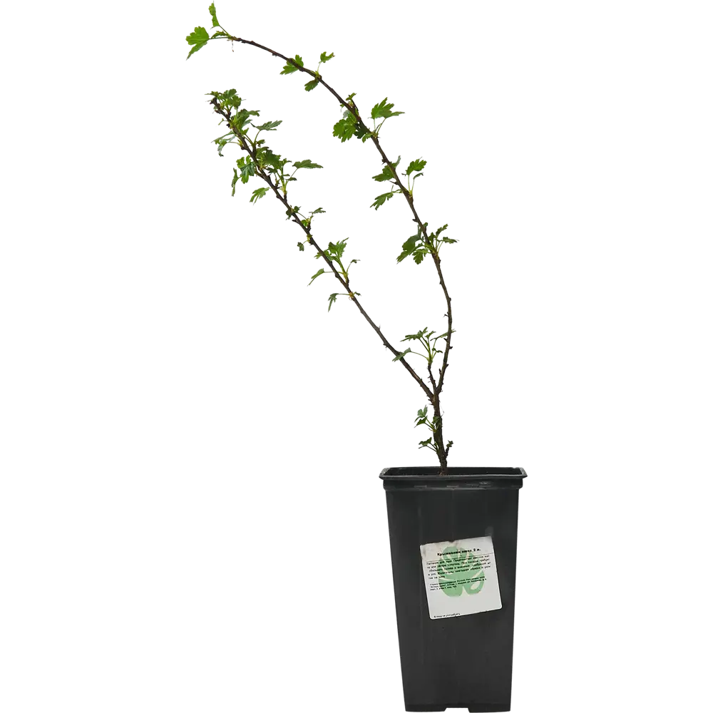 Santreyd Крыжовник микс - плодовый кустарник для сада 87718518 STLM-0075275