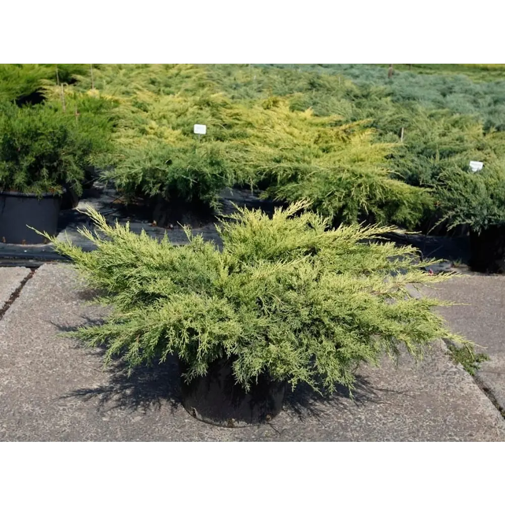 Можжевельник средний Пфитцериана ауреа ø19 h55 см PLANTMARKET STLM-2164138