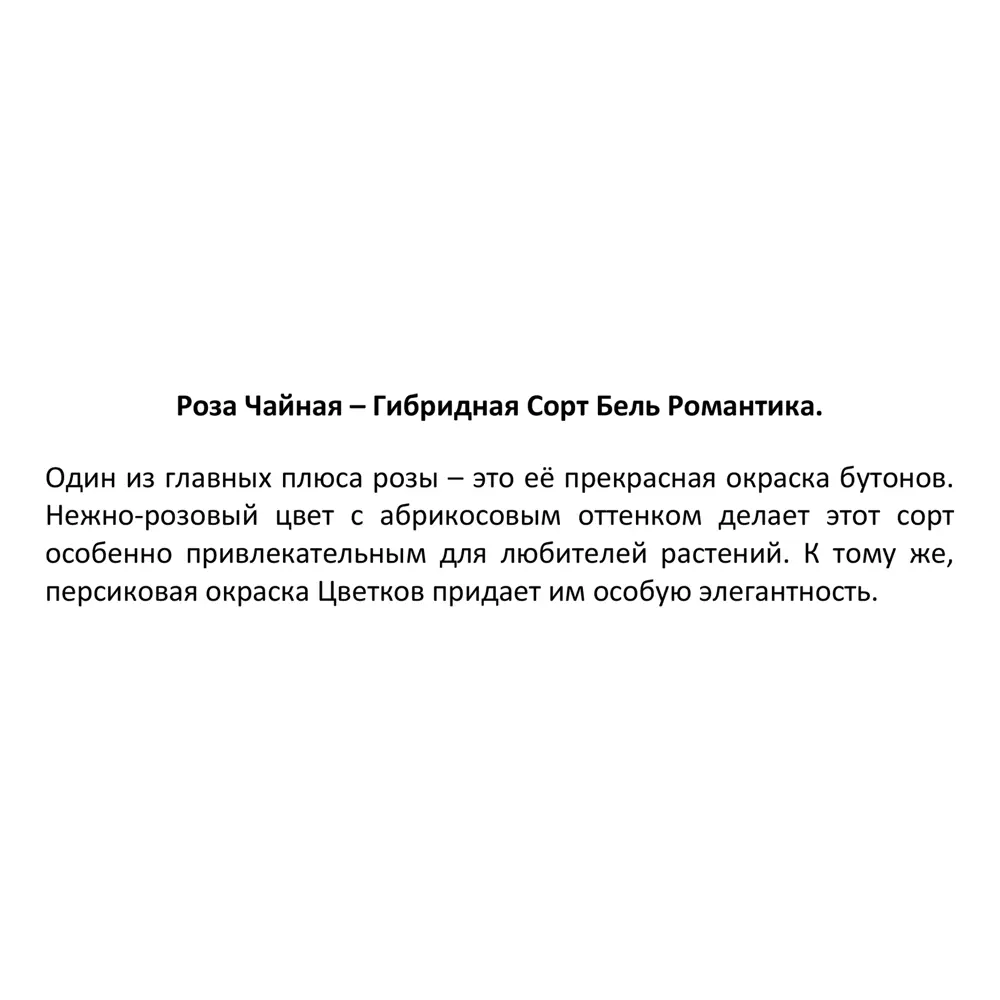 Роза флорибунда микс ø15 h40 см 87690912 STLM-2182787 Santreyd  - Вид №2