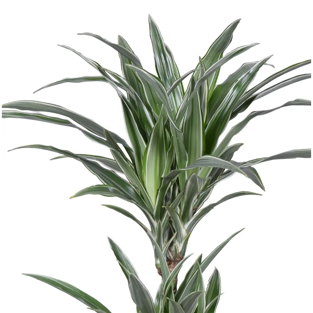 Santreyd Драцена Варнека — изысканное комнатное растение с ажурной листвой 86728030 STLM-0070968 - Вид №1